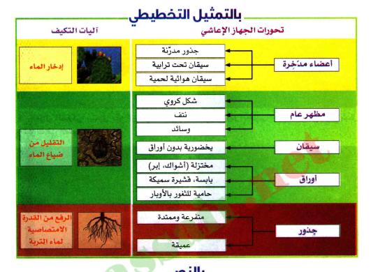 الدرس العلاقه بين تحورات الجهاز الاعاشي ووسط حياه النباتات